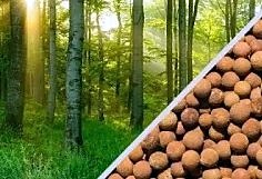Forest seeds