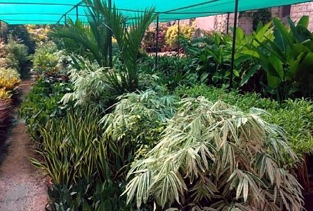 Shade net plantation area
